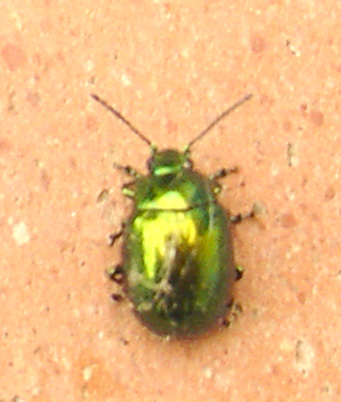 Chrysolina herbacea